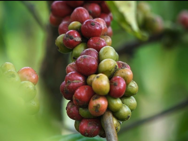 Coffee cultivation begins at NASM Venture