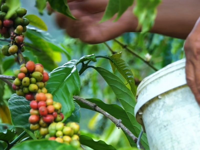 Arabica Liberica and Robusta coffee plants