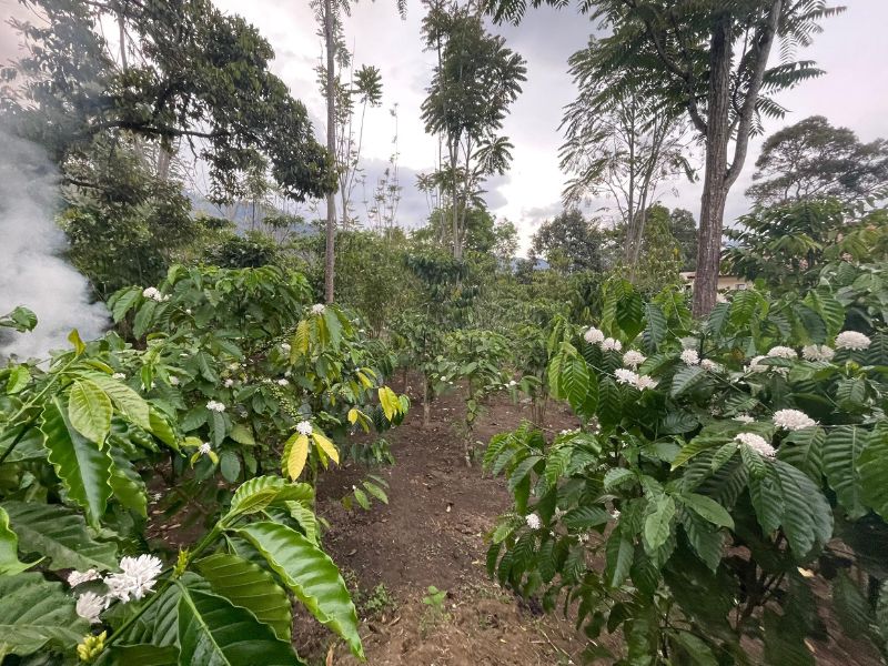 Early coffee farming challenges at NASM Venture